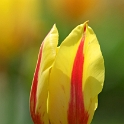 Tulipes_a_Morges_2008-002_2