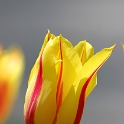 Tulipes_a_Morges_2008-001_2